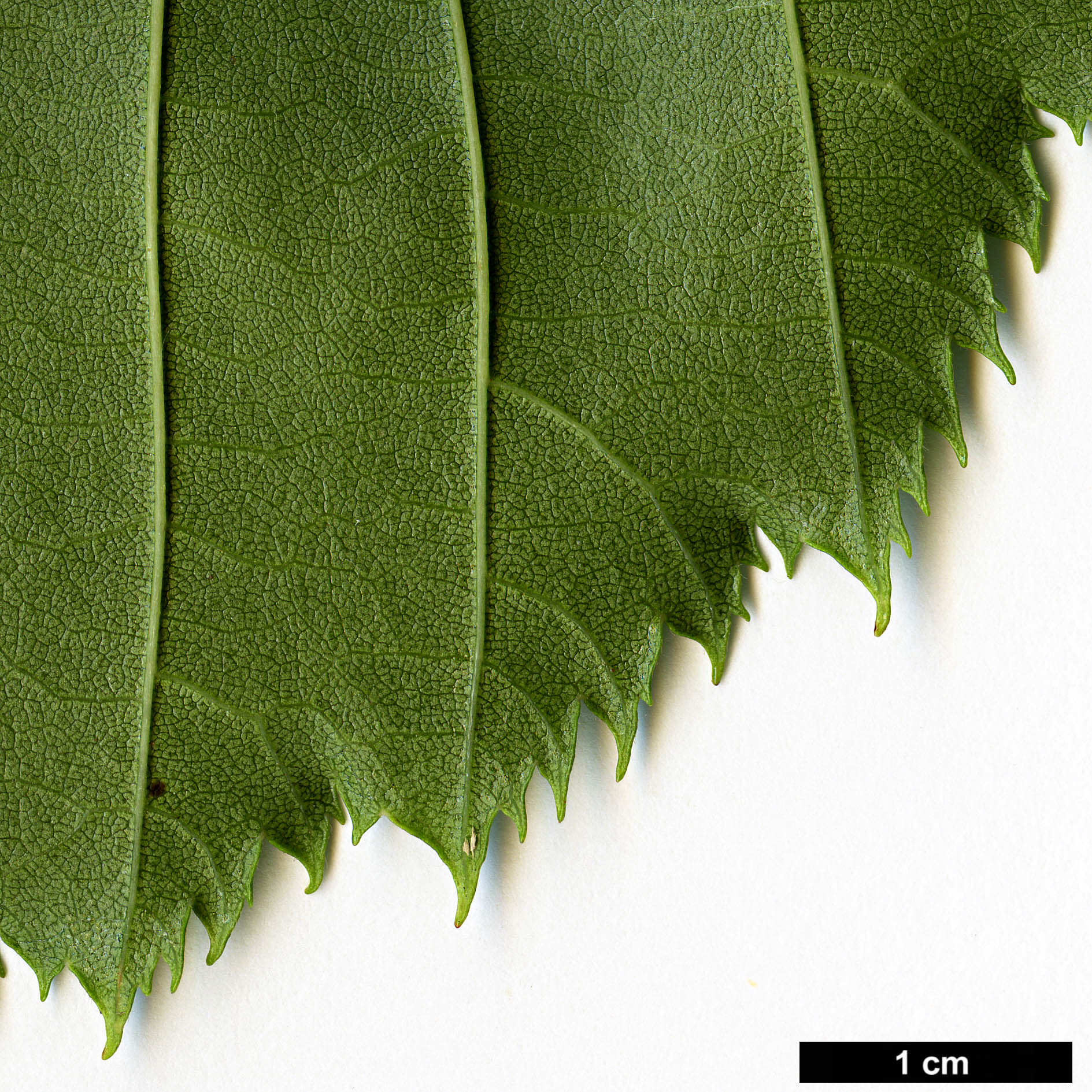 High resolution image: Family: Betulaceae - Genus: Alnus - Taxon: aff. maximowiczii